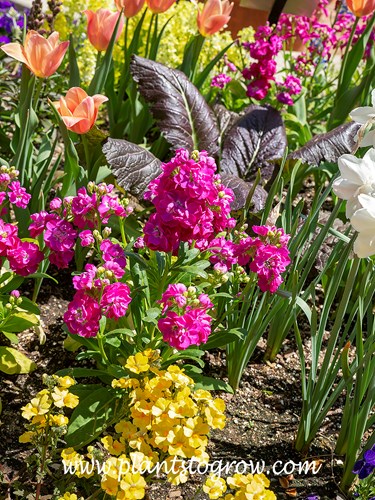 Rose 'Hot Cakes' Stock (Matthiola incana)